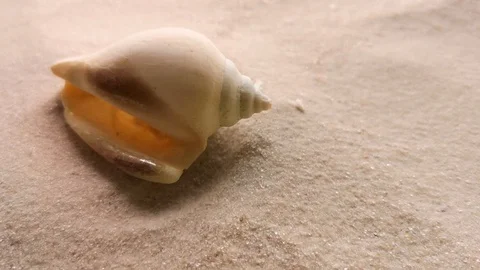 Beautiful shell on white sand Stock Footage 104701975