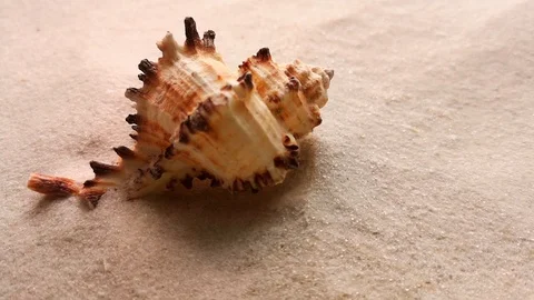 Beautiful shell on white sand Stock Footage 104701981