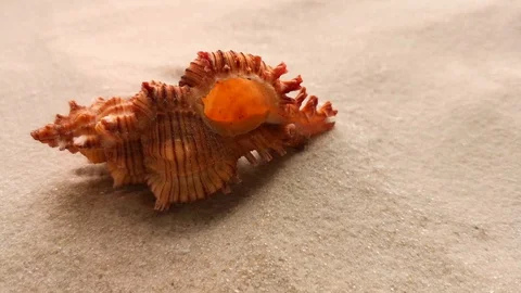 Beautiful shell on white sand Stock Footage 104701982