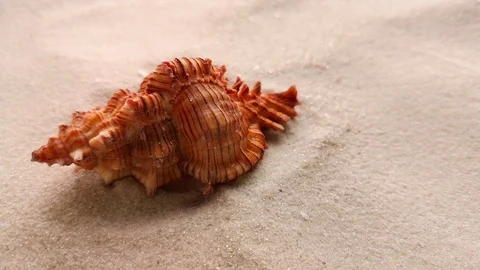 Beautiful shell on white sand Stock Footage 104701988