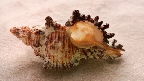 Beautiful shell on white sand Stock Footage 104722916