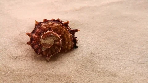 Beautiful shell on white sand Stock Footage 104722921