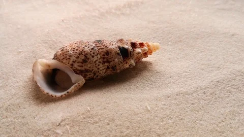 Beautiful shell on white sand Stock Footage 104722931