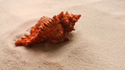 Beautiful shell on white sand Stock Footage 104722932