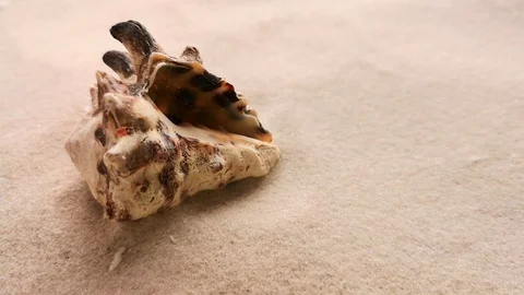 Beautiful shell on white sand Stock Footage 104722939