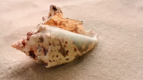 Beautiful shell on white sand Stock Footage 104723007