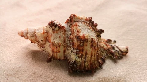 Beautiful shell on white sand Stock Footage 104723019