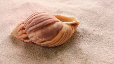Beautiful shell on white sand Stock Footage 104723025
