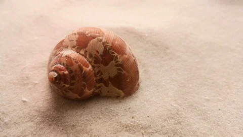 Beautiful shell on white sand Stock Footage 104723046