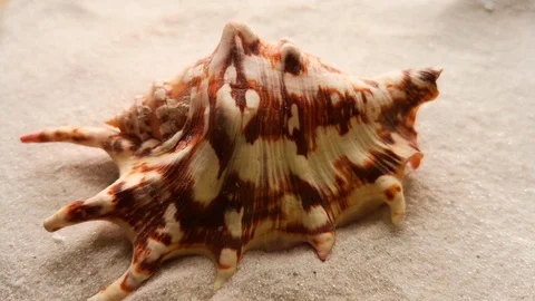 Beautiful shell on white sand Stock Footage 104723165