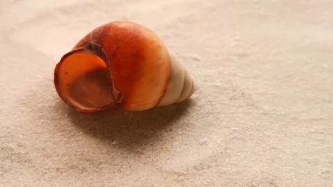 Beautiful shell on white sand Stock Footage 104723175