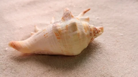 Beautiful shell on white sand Stock Footage 104723289