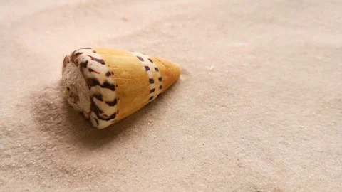 Beautiful shell on white sand Stock Footage 104723296