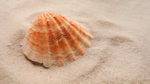 Beautiful shell on white sand Stock Footage 104723323