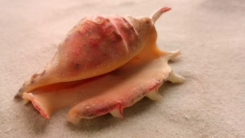 Beautiful shell on white sand Stock Footage 104723340