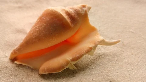 Beautiful shell on white sand Stock Footage 104723346