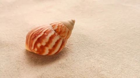 Beautiful shell on white sand Stock Footage 104723383