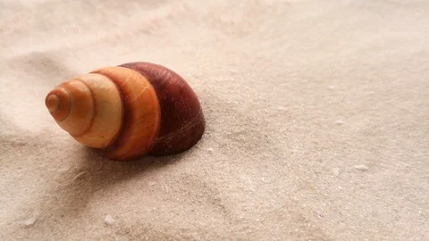 Beautiful shell on white sand Stock Footage 104723385