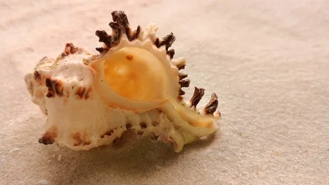 Beautiful shell on white sand Stock Footage 104723475