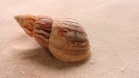 Beautiful shell on white sand Stock Footage 104723483