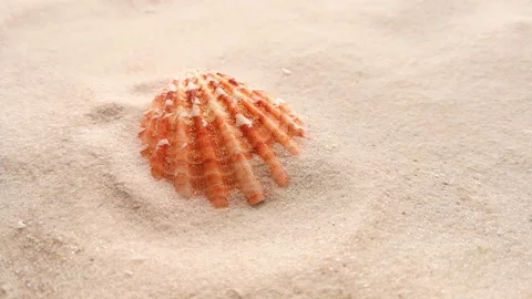 Beautiful shell on white sand Stock Footage 104723487