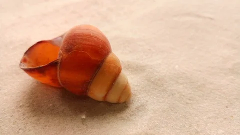 Beautiful shell on white sand Stock Footage 104723490