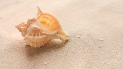 Beautiful shell on white sand Stock Footage 104723502
