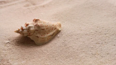 Beautiful shell on white sand Stock Footage 104723506