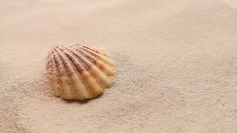 Beautiful shell on white sand Stock Footage 104723507