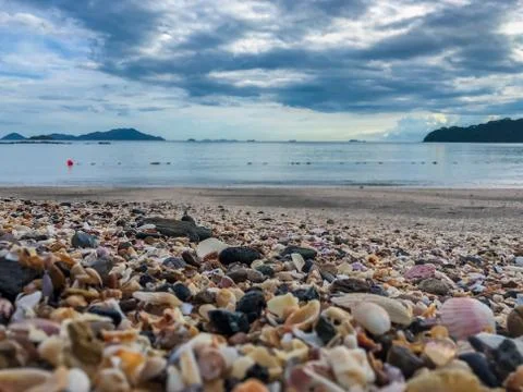Beautiful shells in the beach making patterns Stock Photos
