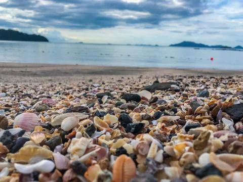 Beautiful shells in the beach making patterns Stock Photos