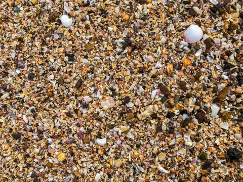 Beautiful shells in the beach making patterns Stock Photos