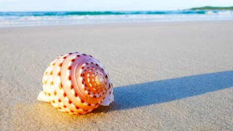 Beautiful shells on the beach in the summer Stock Photos