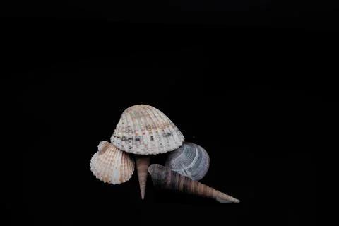 Beautiful shells on a black background with the light painting technique 写真素材