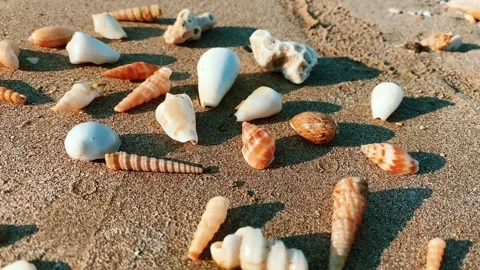 Beautiful shells found on the sandy beach of the Oman Gulf. Stock Footage 267225686