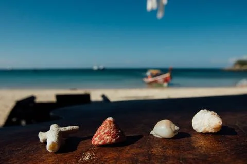 Beautiful shells lie on table on background blue sea. Shells mollusks and corals Stock Photos