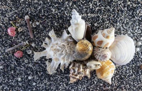 Beautiful shells Stock Photos