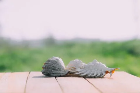 Beautiful shells on the sea background Stock Photos