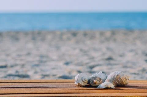 Beautiful shells on the sea background Stock Photos