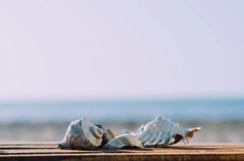 Beautiful shells on the sea background Stock Photos