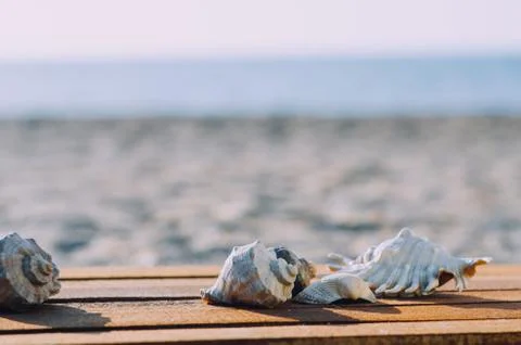 Beautiful shells on the sea background Stock Photos