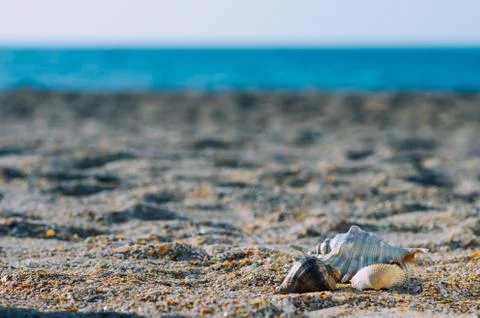 Beautiful shells on the sea background Stock Photos