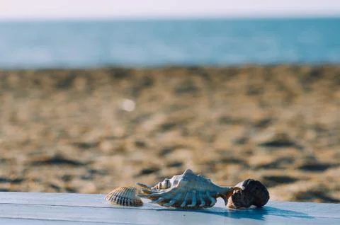 Beautiful shells on the sea background Stock Photos