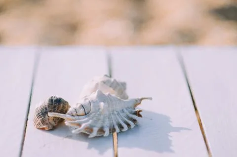 Beautiful shells on the sea background Stock Photos
