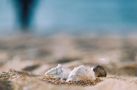 Beautiful shells on the sea background Stock Photos
