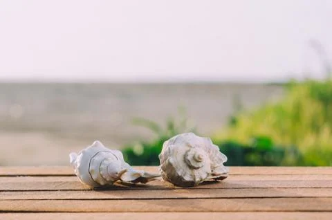 Beautiful shells on the sea background Stock Photos