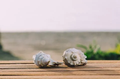 Beautiful shells on the sea background Stock Photos