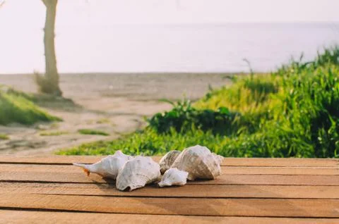 Beautiful shells on the sea background Stock Photos