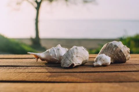 Beautiful shells on the sea background Stock Photos