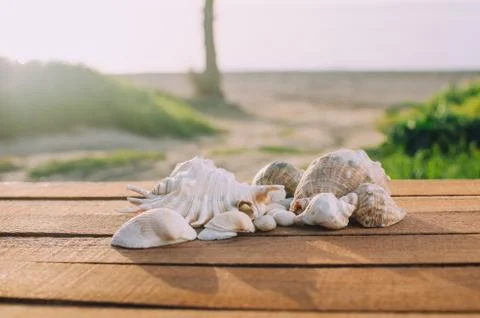 Beautiful shells on the sea background Stock Photos